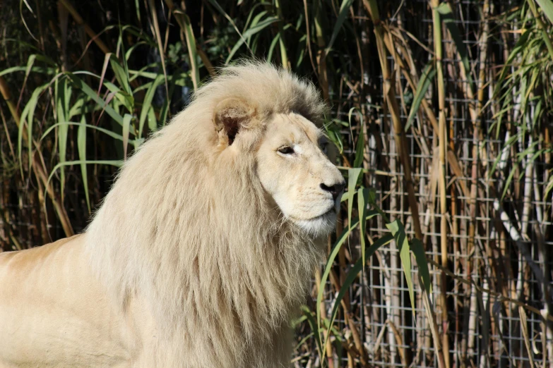 a lion standing in the grass behind a fence