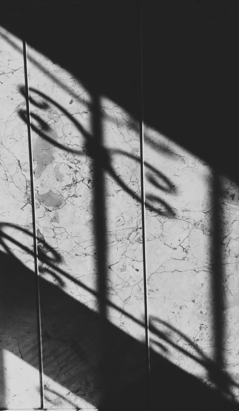 black and white pograph of shadow of plants on wall