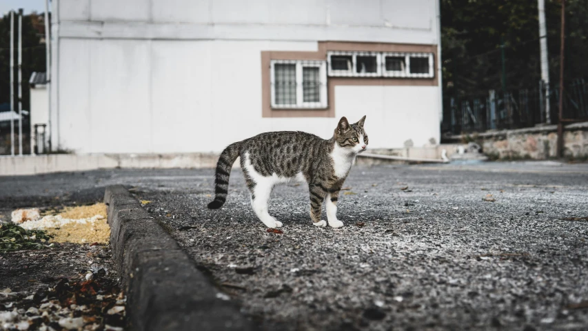 a cat walking on the gravel near a building