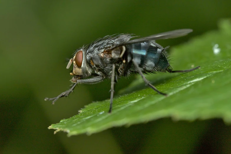 a close up s of a fly with wings extended and head