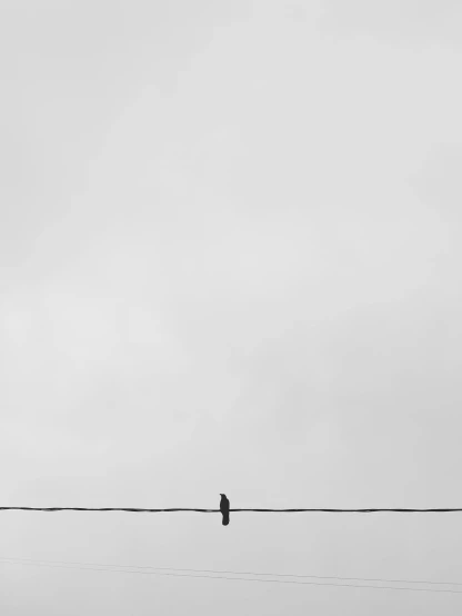 a bird on a wire in the sky