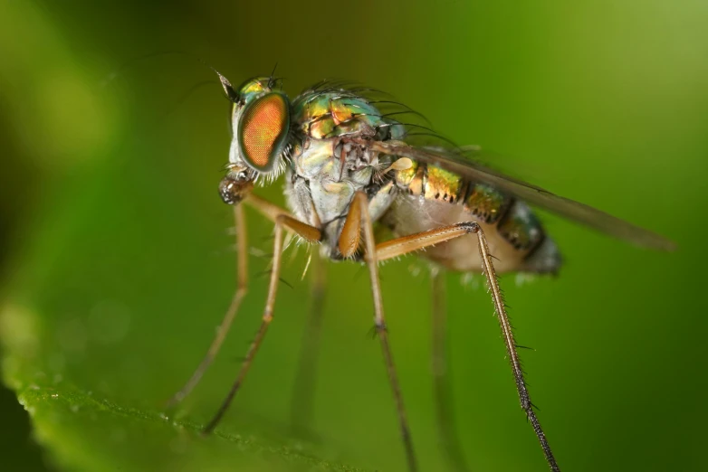 a mosquito sits on a green leaf