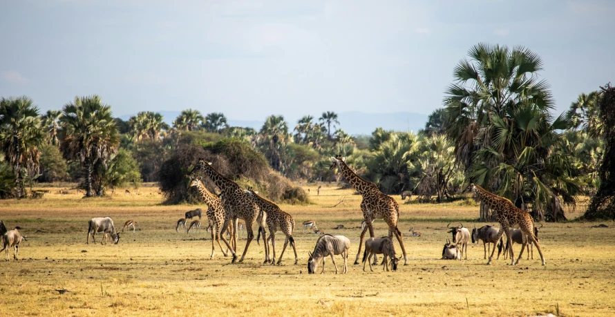 many giraffes, antelope and zes are grazing in the grass