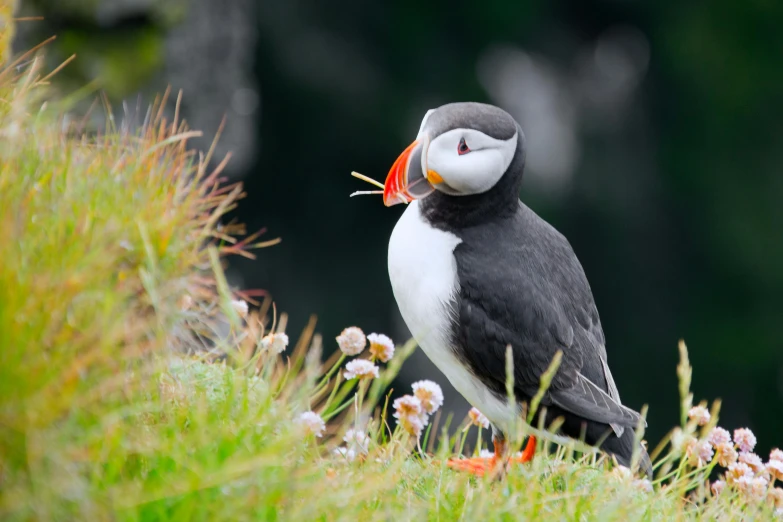 a puffy bird with an orange beak standing in some grass