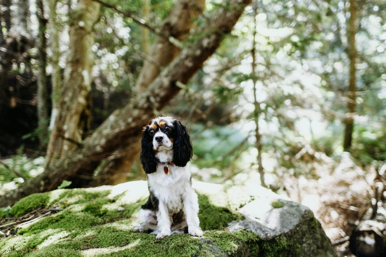 a small dog standing on a moss covered rock in the woods