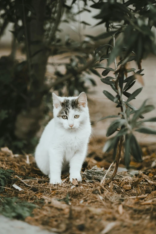 a cat sitting in a grassy area next to a bush