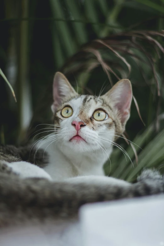 a cat looks into the camera while staring