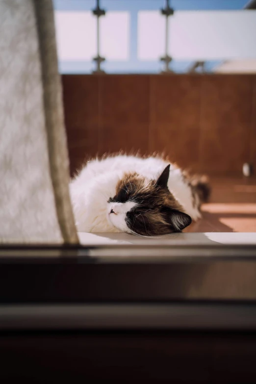 a cat that is laying down in the floor