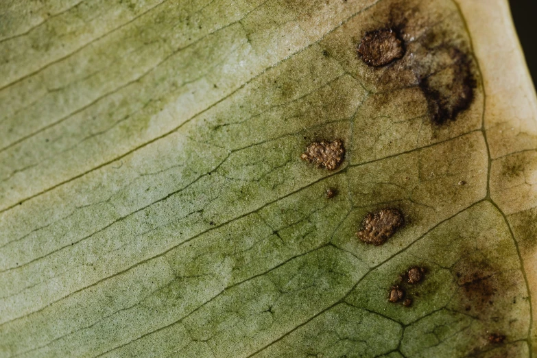 the underside of a leaf with black marks