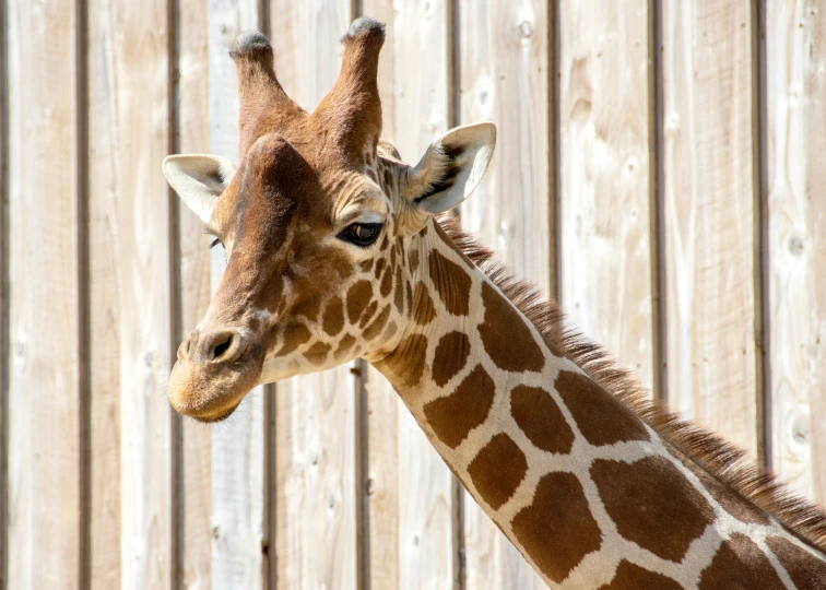 a giraffe standing next to a wooden fence