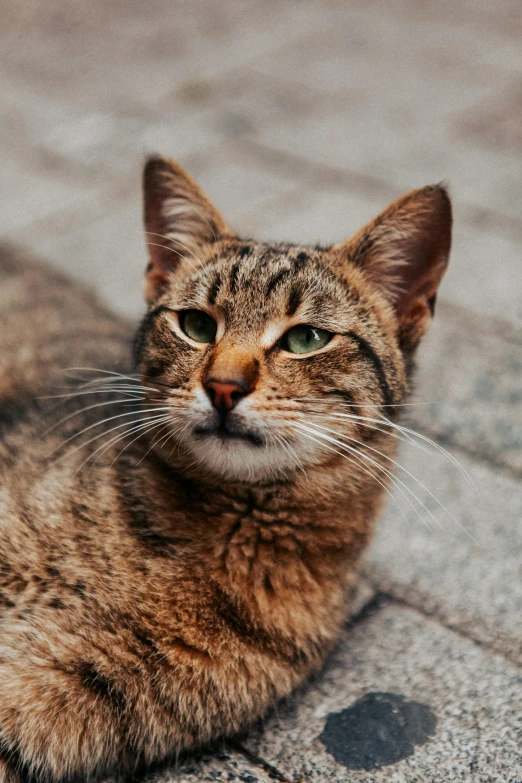 a cat sits on the ground looking up