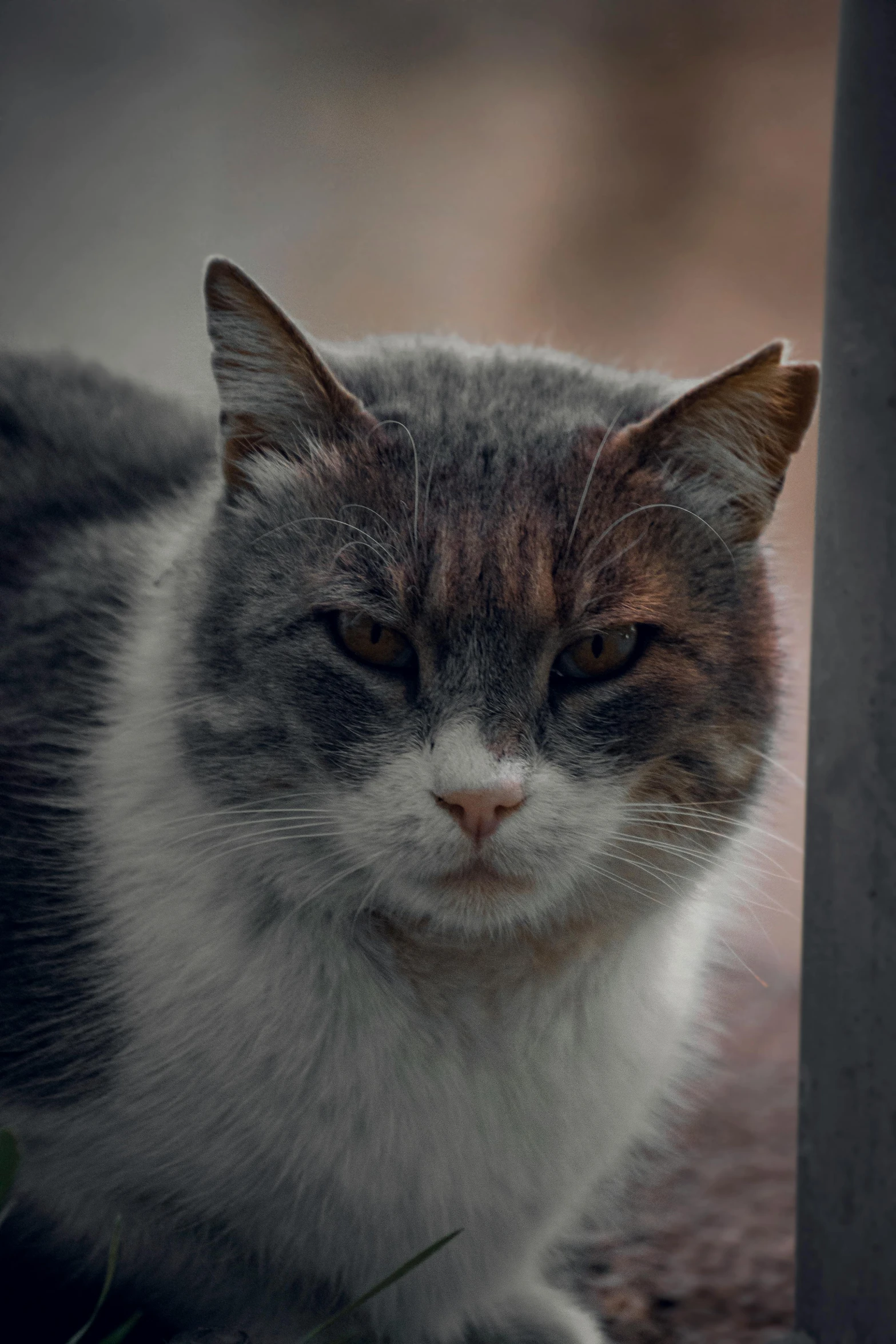 a cat sitting beside a post on a dirt ground