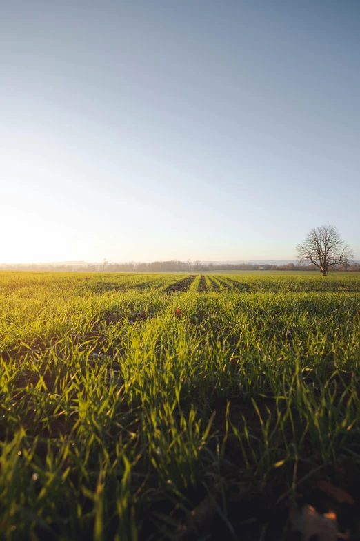 the tree is out in the field in front of the sun