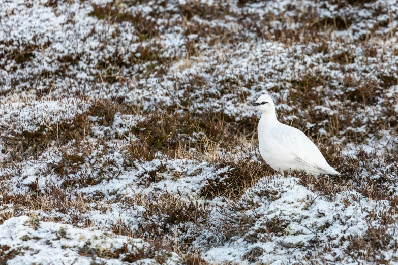 a white bird stands in an open grassy field