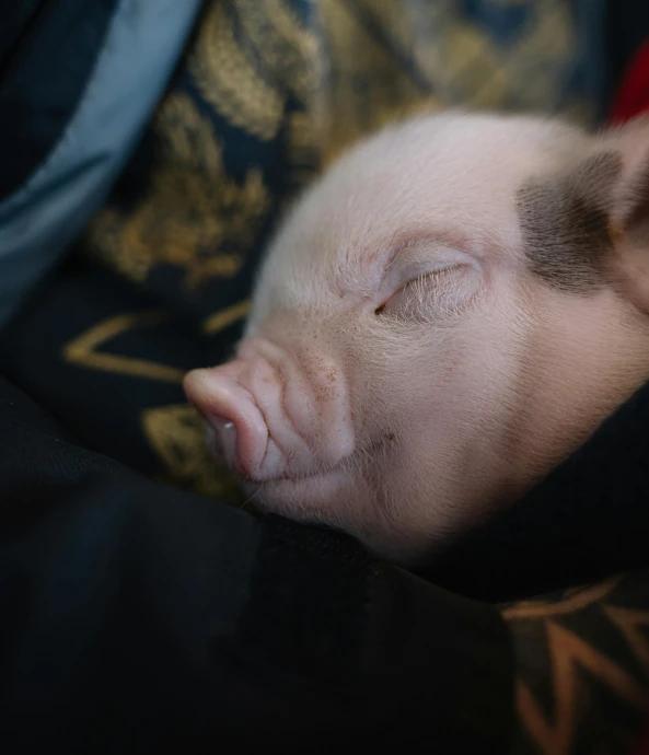 a close up of a pig laying on the floor