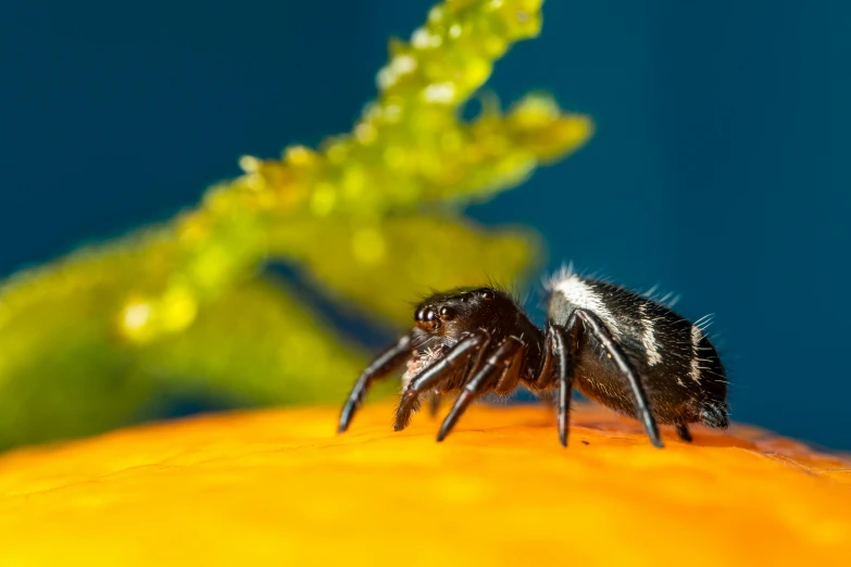 two insect sitting on the top of an orange