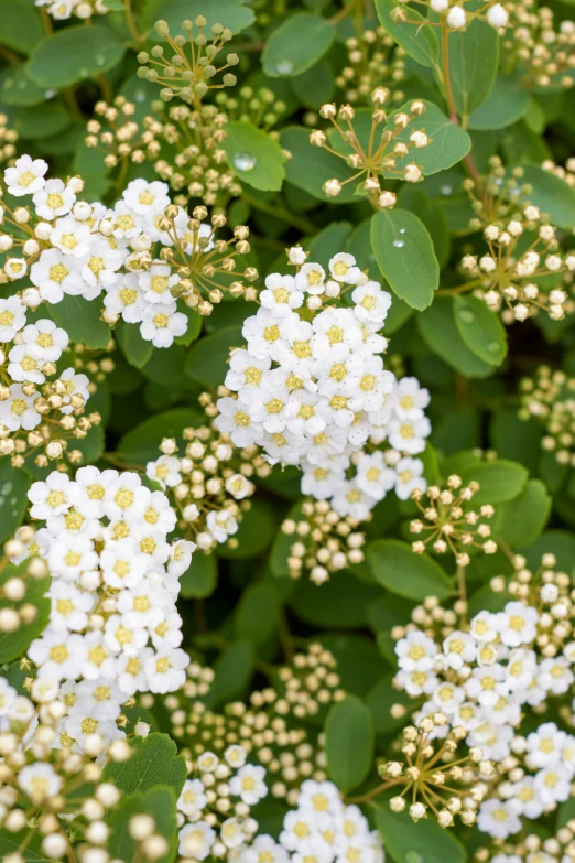 a cluster of white flowers surrounded by green leaves