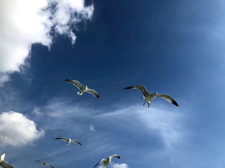 a bunch of birds flying around under a cloudy blue sky