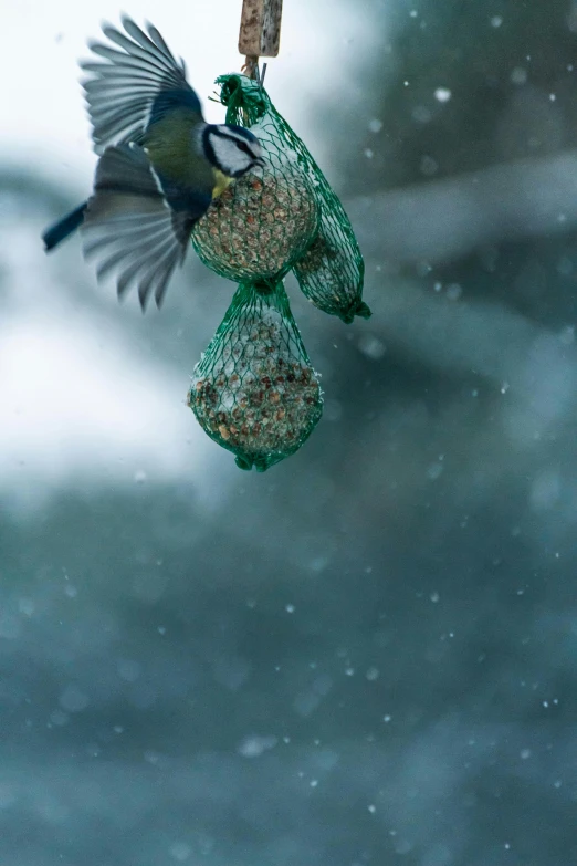 two birds hanging on a bird feeder in a snowstorm