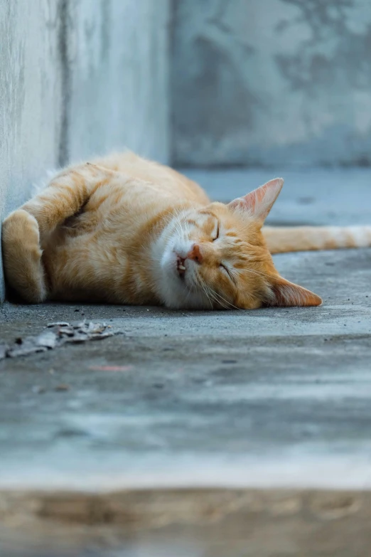 an orange cat rolling on its back on the floor