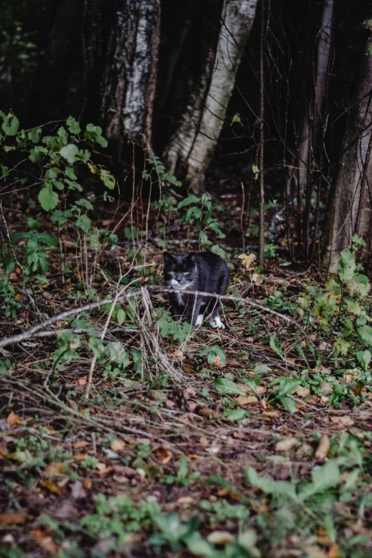 there is a black and white cat in the woods