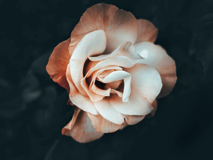 a single white flower with a leaf on the side