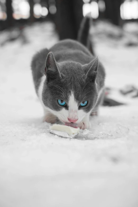 a blue eyed cat is walking through the snow