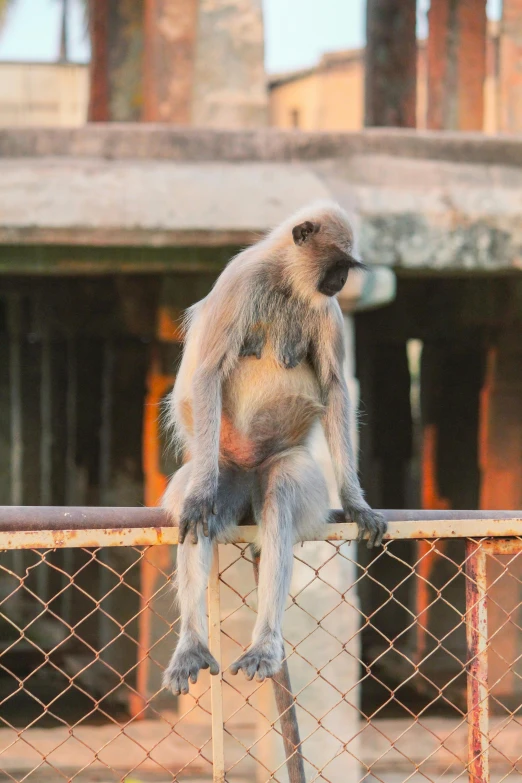 a monkey on the fence with a blurred background