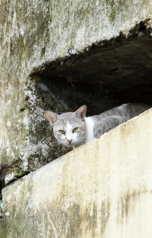 grey cat sitting in a concrete wall looking out