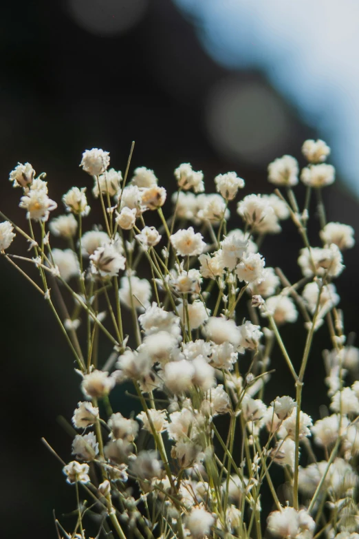 a small bush is shown with white flowers