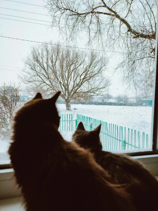two brown cats in front of a window, looking out the window at snow
