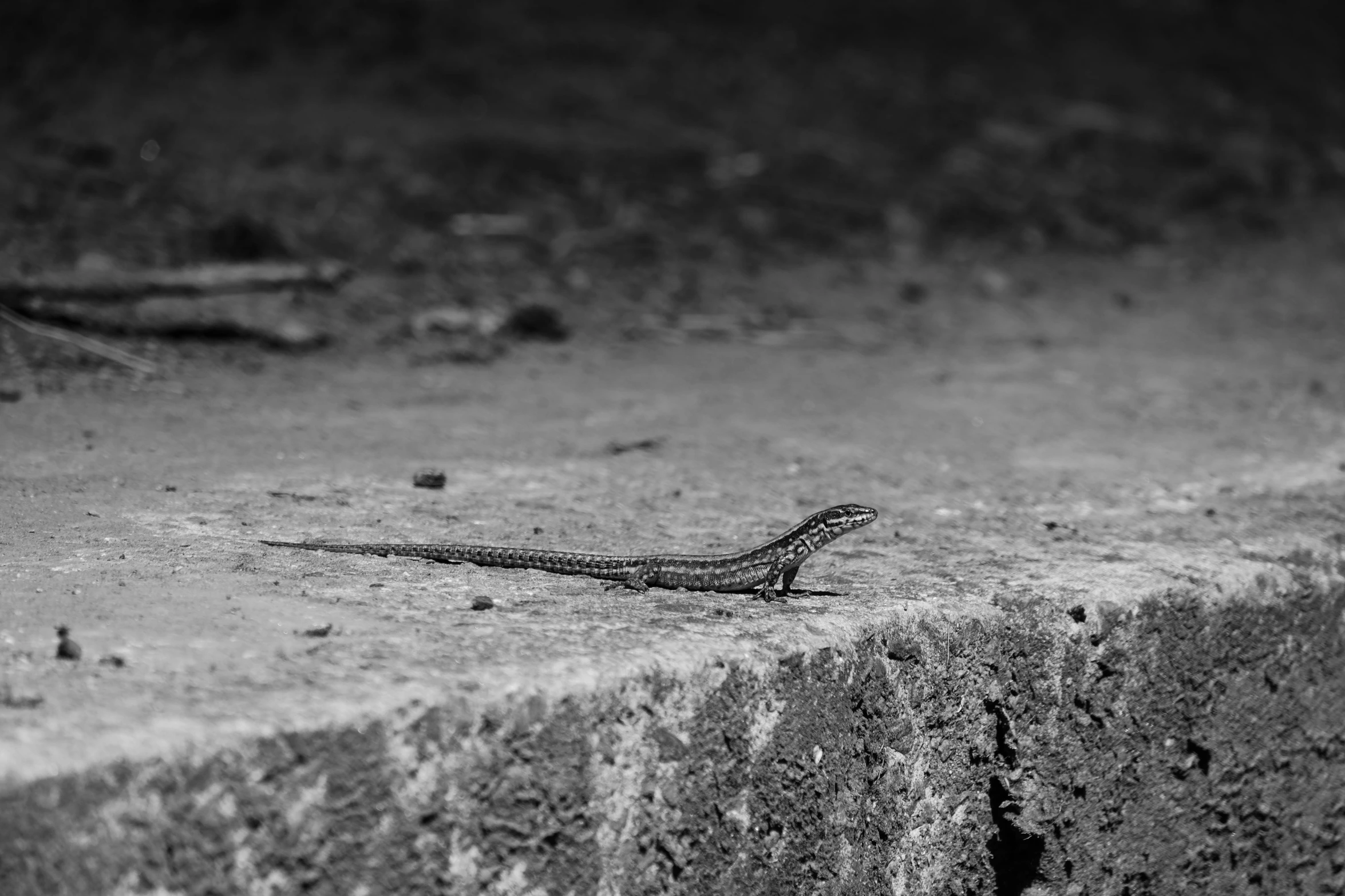 a black and white image of a small insect on the ground