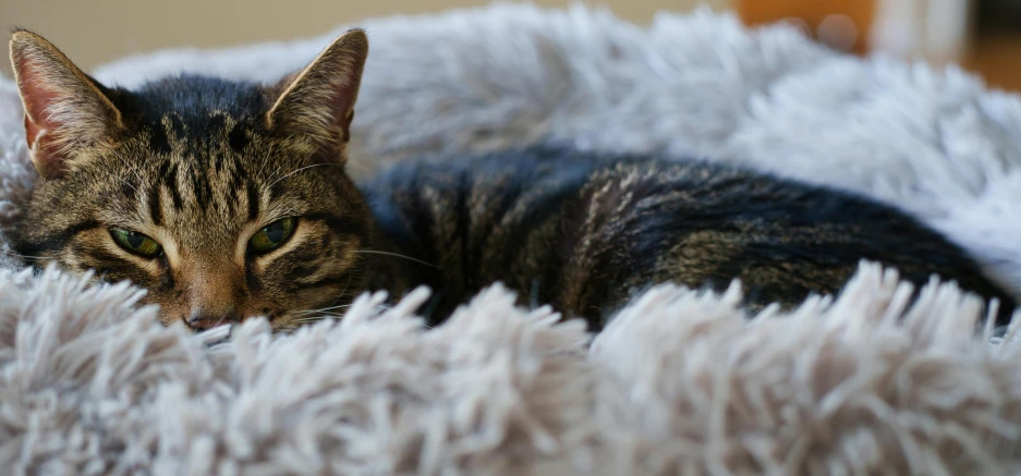 a small cat laying in a furry bed