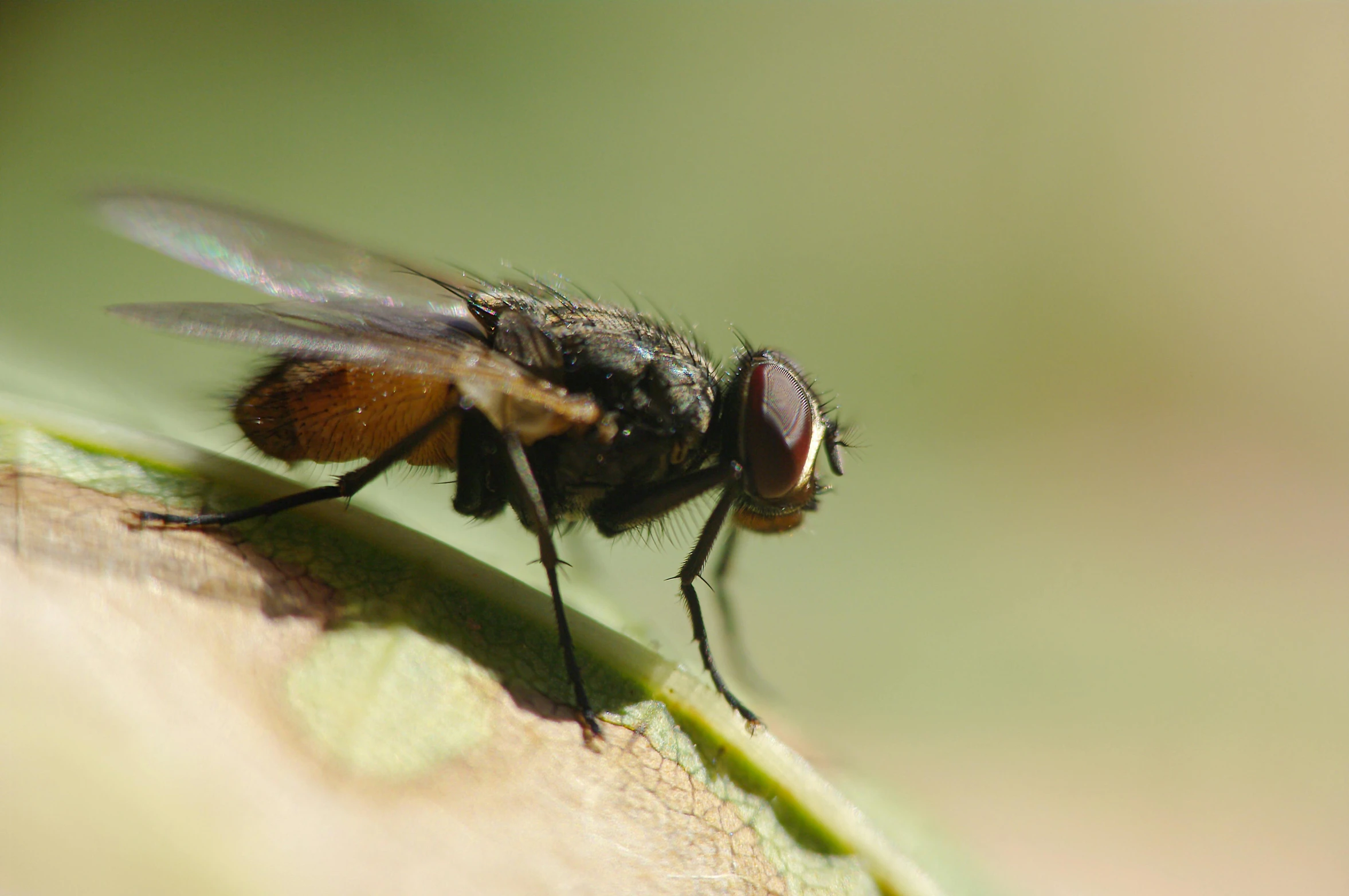 this is a close up view of a fly