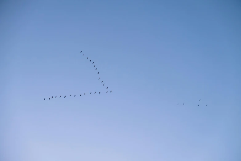 a flock of birds flying above the city