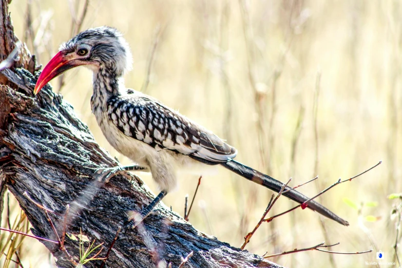 a bird with a long beak perched on a nch