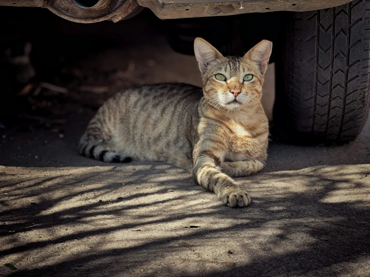 a cat lying on the ground under a vehicle