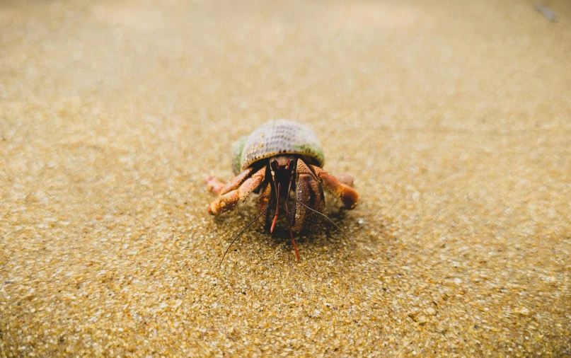 a crab crawling into the sand with it's head covered in a small hat