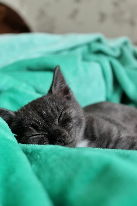 a small grey cat lying on top of a green blanket