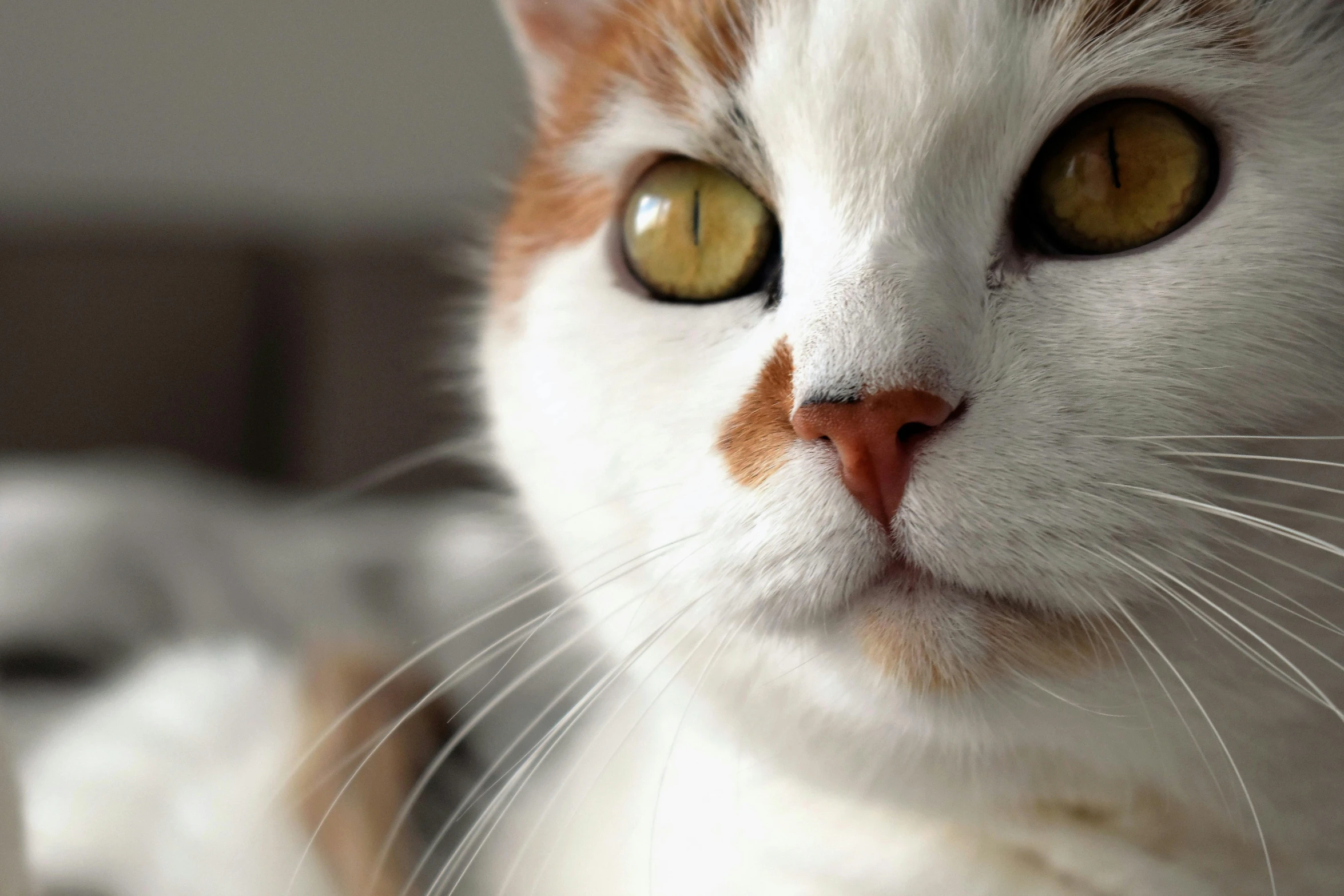 a white and orange cat with yellow eyes