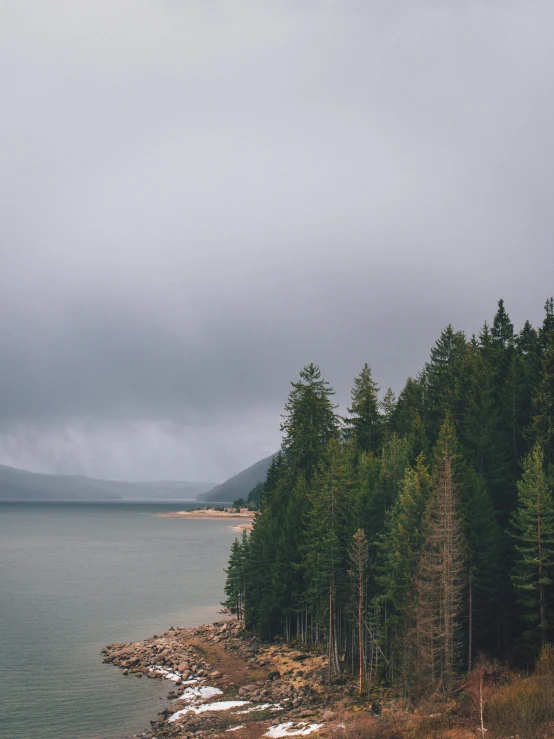 the ocean and land along the edge of a forest