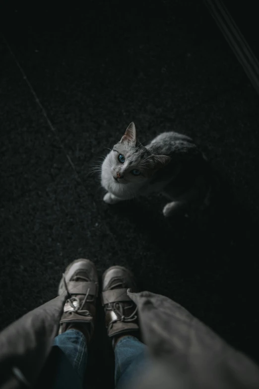 a cat is standing beside a person wearing shoes