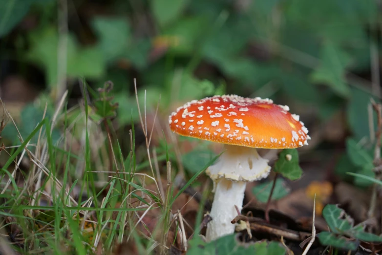 an orange mushrooms sits amongst green foliage