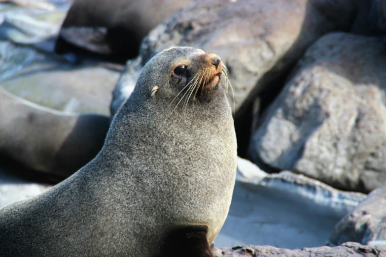 a close up of a seal on rocks