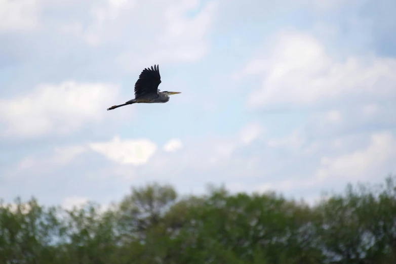 a black bird is flying through the air