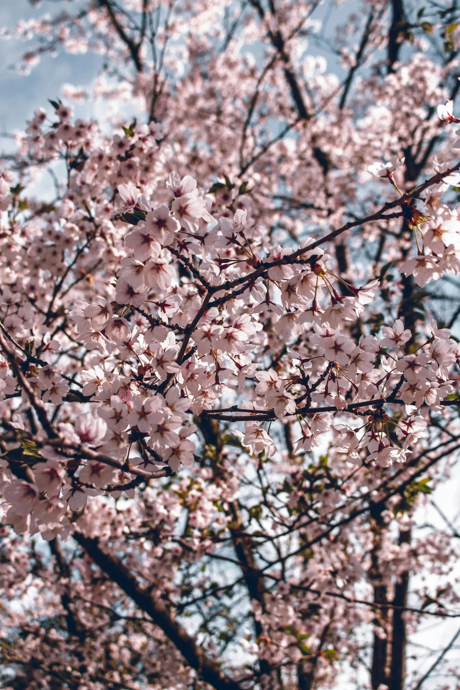 there is a blossoming tree in the foreground and the sky in the background