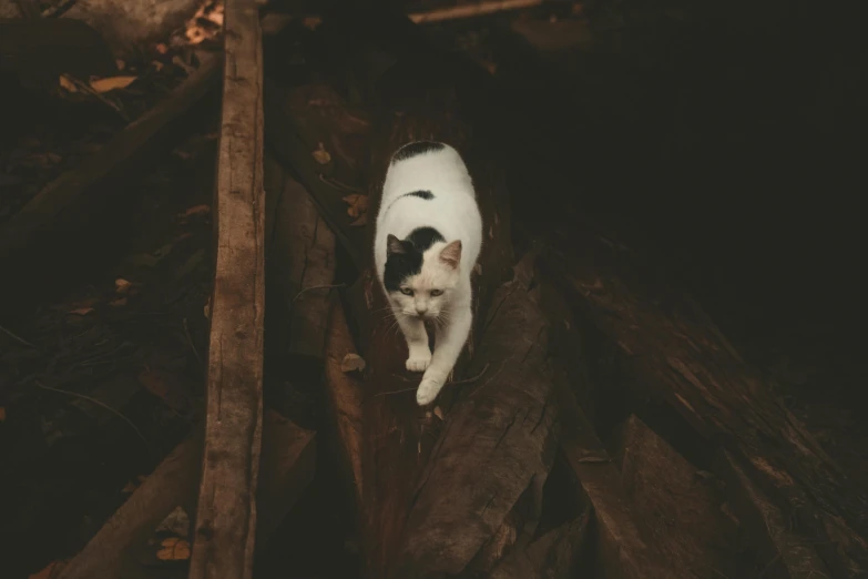 a white and black cat walking through some logs