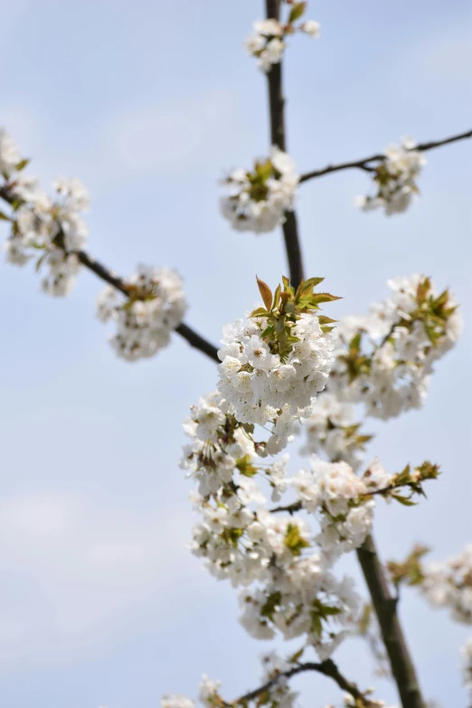 flowering trees are in bloom and bright blue sky