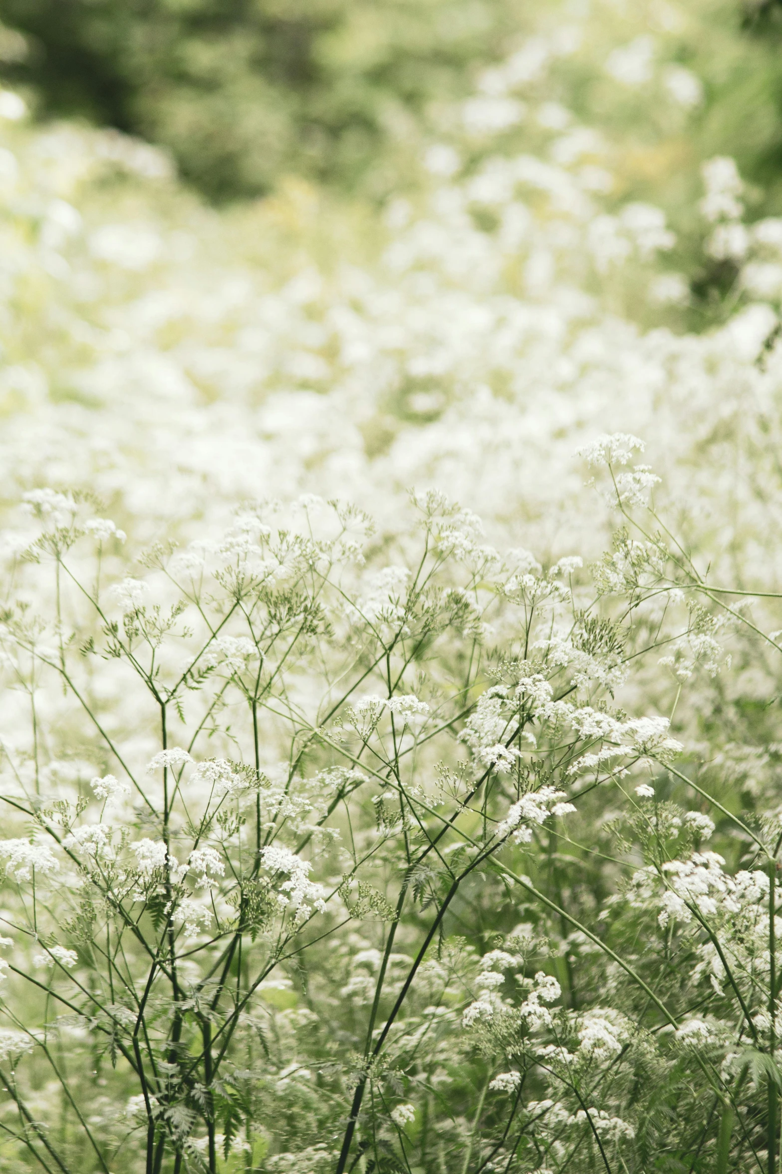 a bunch of white flowers in a grassy field