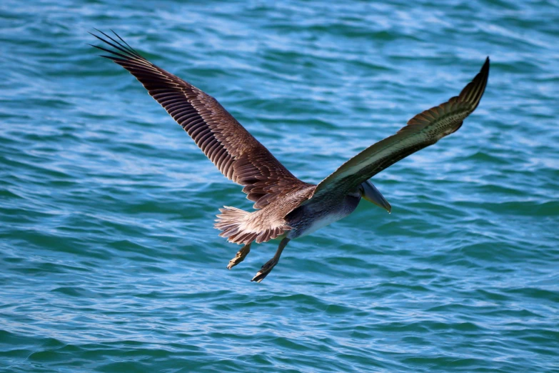 a bird flying through the air over the ocean